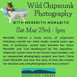 Wild Chipmunk Photography with Meredith Morabito