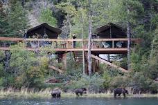 Bear Camp - 5 day Bear Viewing