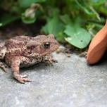 Fairy Houses & Toad Abodes