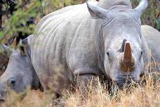 Safari Day Trip | The Last Two Northern White Rhinos | Ol Pejeta Conservancy Private Tour