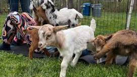 Goat Yoga