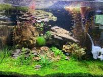 Advanced Planted Aquariums - FREE Seminar