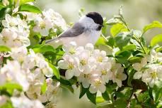 FEATHERED FRIENDS DISCOVERY