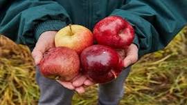 Kiwanis Apple Festival