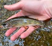 CWA/NVTU Fish with a member at Antietam Creek in Waynesboro, PA