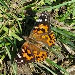 Bolton Orchards – Butterfly Release