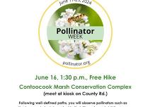 Pollinator Hike at Rindge Contoocook Marsh Complex on June 16