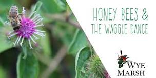 Honey Bee Workshop