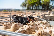 Corowa Sheep & Lamb Sale