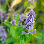 Native Plants and Pollinators