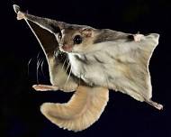 Flying Squirrels!