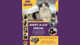 Cat Adoption Special