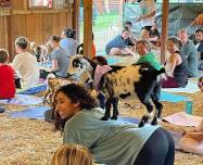 Goat Yoga Public event