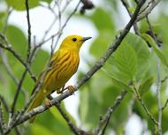 Bird ID Walk with Larry Federman