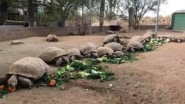 Phoenix Herpetological Sanctuary  — Russ Lyon Foundation