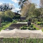 Allotment visit showing sustainable food growing