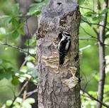 Guided Bird Walk at Story Mill Park