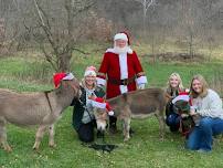 Christmas Donkeys from White Oaks Farm