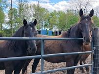 Spring Project Day--fences and stalls