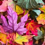 Maple Valley Farmers Market