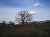 Winter Tree Identification Workshop: Botany and Bloom Series