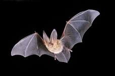 Learn About Bats with Jerry Schneider