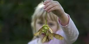 Summer Family Fun at Sevenoaks Wildlife Reserve: Plants and Flowers