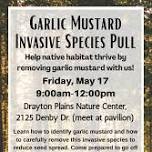 Garlic Mustard Invasive Species Pull