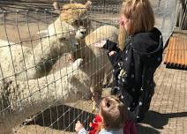 Springtime on the Alpaca Farm