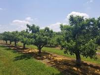 Picnics in the Orchard