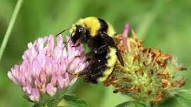 Beehive Show & Tell with the Heller Nature Center