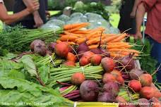 Storrs Farmers Market — DOWNTOWN STORRS