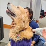 Therapy Dogs Return!