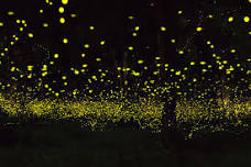 Lightning Bug Glow Party - 340009