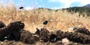 The Secret Life of Native Bees