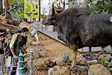 Gass Forest Museum: A Century-Old Natural History Scenic Spot in Coimbatore