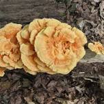 Wild Mushroom Food Safety Certification - Virginia - JUN 29-30, 2024