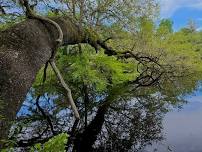 Santa Fe River Preserve Hike