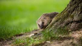 Build a hedgehog home’ week