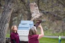 Black Hills Raptor Birds of Prey Presentation