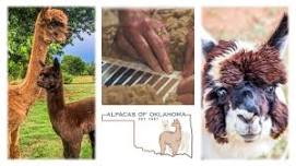 Alpacas of OK Meet-N-Greet