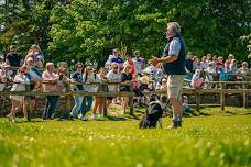 Live Sheepdog Show