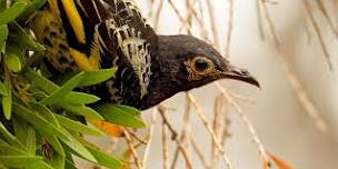 Backyard Biodiversity : Inviting regent honeyeaters into your yard.