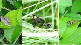 Bug's Life: A Closeup Look at the World of Insects