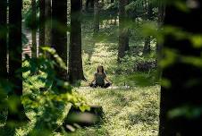 Forest Bathing