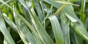 Pee Dee Region Winter Grazing Field Day