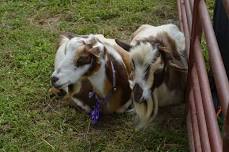 Wicomico County Fair