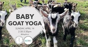 Baby Goat Yoga