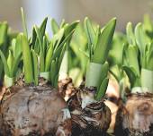 Spring and Summer Flowering Bulbs – A Hands On Gardening Skills Day