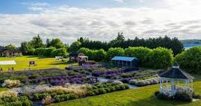 Evergreen Valley Lavender Farm's Grand Re-Opening